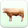 Animals (Mammals)